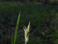 Carex brizoides