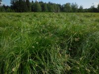 Carex brizoides 10, Trilgraszegge, Saxifraga-Ed Stikvoort
