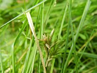 Carex brizoides 3, Trilgraszegge, Saxifraga-Rutger Barendse