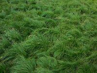 Carex brizoides 7, Trilgraszegge, Saxifraga-Ed Stikvoort