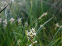 Carex brizoides 8, Trilgraszegge, Saxifraga-Ed Stikvoort