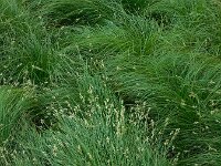Carex brizoides 9, Trilgraszegge, Saxifraga-Ed Stikvoort