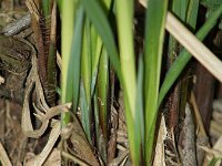 Carex buekii