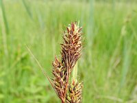 Carex buxbaumii