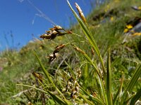 Carex capillaris 4, Saxifraga-Ed Stikvoort