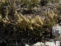 Carex caryophyllea 4, Voorjaarszegge, Saxifraga-Willem van Kruijsbergen