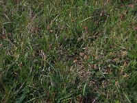 Carex caryophyllea 8, Voorjaarszegge, Saxifraga-Hans Boll