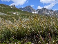 Carex curvula
