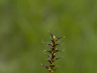 Carex davalliana, Davalls Sedge