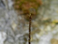 Carex davalliana 11, Veenzegge, Saxifraga-Rutger Barendse
