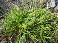Carex demissa 3, Geelgroene zegge, Saxifraga-Rutger Barendse