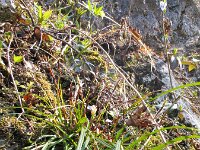 Carex digitata