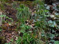 Carex digitata 9, Vingerzegge, Saxifraga-Ed Stikvoort