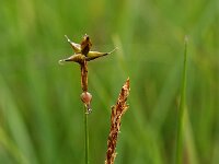 Carex dioica