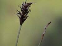 Carex dioica 3, Tweehuizige zegge, Saxifraga-Peter Meininger