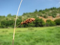 Carex distans