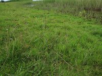 Carex distans 13, Zilte zegge, Saxifraga-Hans Boll