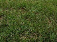 Carex distans 14, Zilte zegge, Saxifraga-Hans Boll
