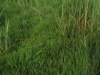 Carex distans 19, Zilte zegge, Saxifraga-Hans Boll