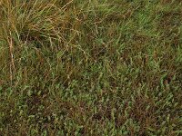 Carex distans 21, Zilte zegge, Saxifraga-Hans Boll