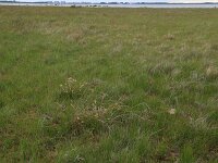 Carex distans 25, Zilte zegge, Saxifraga-Hans Boll