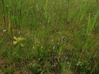 Carex distans 27, Zilte zegge, Saxifraga-Hans Boll