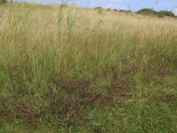 Carex distans 31, Zilte zegge, Saxifraga-Hans Boll
