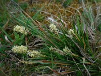 Carex distans 32, Zilte zegge, Saxifraga-Ed Stikvoort