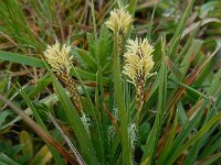 Carex distans 35, Zilte zegge, Saxifraga-Ed Stikvoort