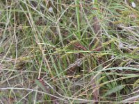 Carex distans 6, Zilte zegge, Saxifraga-Peter Meininger