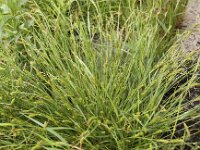Carex distans 7, Zilte zegge, Saxifraga-Peter Meininger