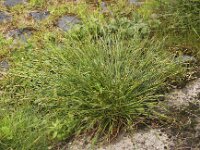 Carex distans 8, Zilte zegge, Saxifraga-Peter Meininger