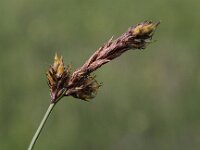Carex disticha, Two-ranked Sedge