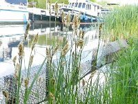 Carex disticha 7, Tweerijige zegge, Saxifraga-Rutger Barendse