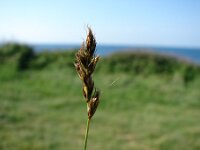Carex divisa