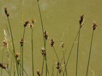 Carex divisa 11, Kustzegge, Saxifraga-Peter Meininger