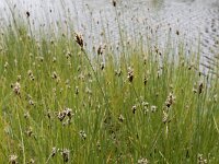 Carex divisa 12, Kustzegge, Saxifraga-Ed Stikvoort