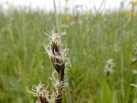 Carex divisa 14, Kustzegge, Saxifraga-Ed Stikvoort