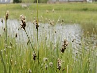 Carex divisa 15, Kustzegge, Saxifraga-Ed Stikvoort