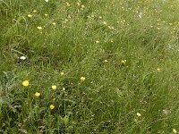 Carex divisa 16, Kustzegge, Saxifraga-Ed Stikvoort