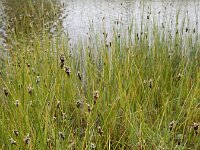 Carex divisa 17, Kustzegge, Saxifraga-Ed Stikvoort