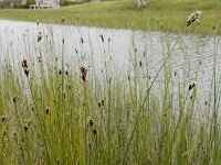 Carex divisa 20, Kustzegge, Saxifraga-Ed Stikvoort