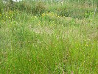 Carex divisa 3, Kustzegge, Saxifraga-Rutger Barendse