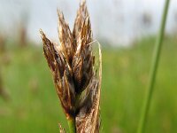 Carex divisa 4, Kustzegge, Saxifraga-Rutger Barendse