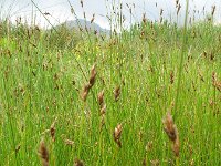 Carex divisa 5, Kustzegge, Saxifraga-Rutger Barendse