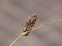 Carex divisa 6, Kustzegge, Saxifraga-Peter Meininger