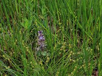 Carex echinata 15, Sterzegge, Saxifraga-Hans Boll