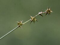 Carex echinata 6, Sterzegge, Saxifraga-Peter Meininger