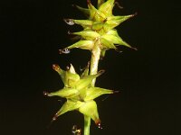Carex echinata 8, Sterzegge, Saxifraga-Rutger Barendse