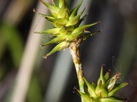 Carex echinata 9, Sterzegge, Saxifraga-Rutger Barendse